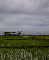 Seventyseven Cord Shorts